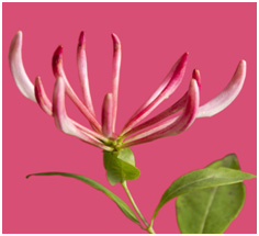 PANTONE Colour Trends  Year 2011